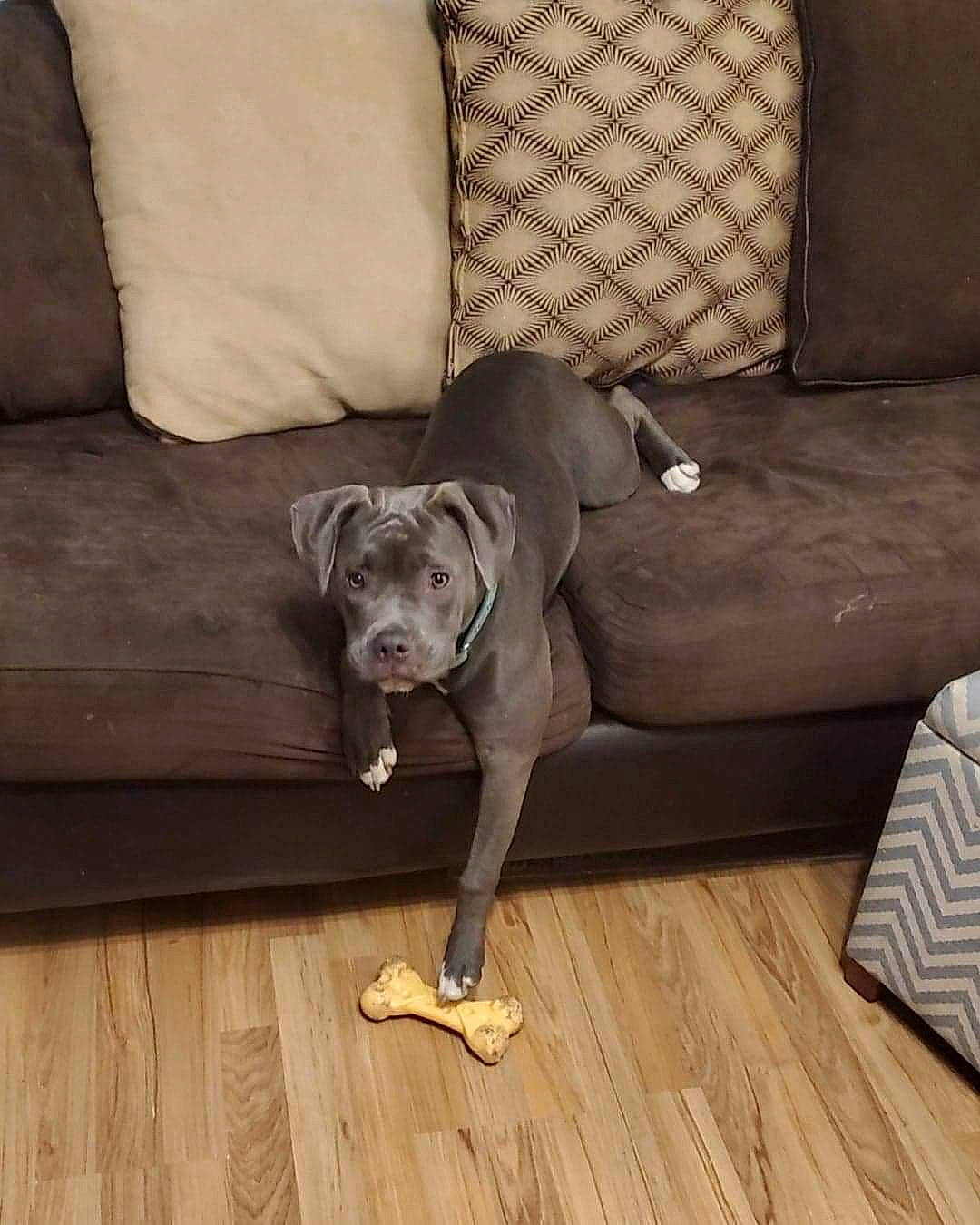 Gracie joined the competition — help win amazing prizes! carnivore, chair, comfort, companion_dog, couch, dog, dog_breed, fawn, floor, flooring, furniture, grey, hardwood, laminate_flooring, living_room, studio_couch, tail, wood, wood_flooring, working_animal