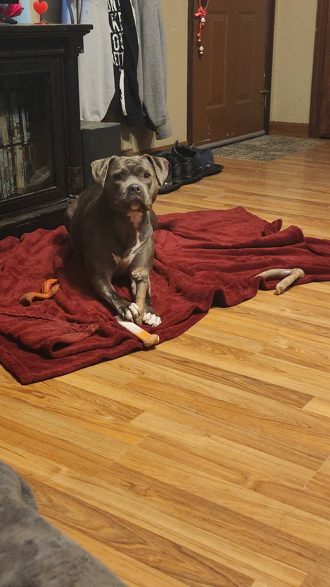 Gracie is registered to the contest to win money with this photo: brown, carnivore, comfort, companion_dog, dog, dog_breed, dog_supply, fawn, floor, flooring, hardwood, laminate_flooring, liver, plank, sporting_group, varnish, wood, wood_flooring, wood_stain, working_animal