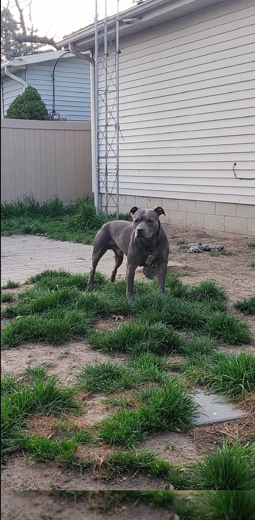 Gunner is registered to the contest to win money with this photo: carnivore, companion_dog, dog, dog_breed, door, grass, groundcover, guard_dog, gun_dog, lawn, plant, sighthound, soil, sporting_group, tail, terrestrial_animal, vertebrate, working_animal, working_dog, yard