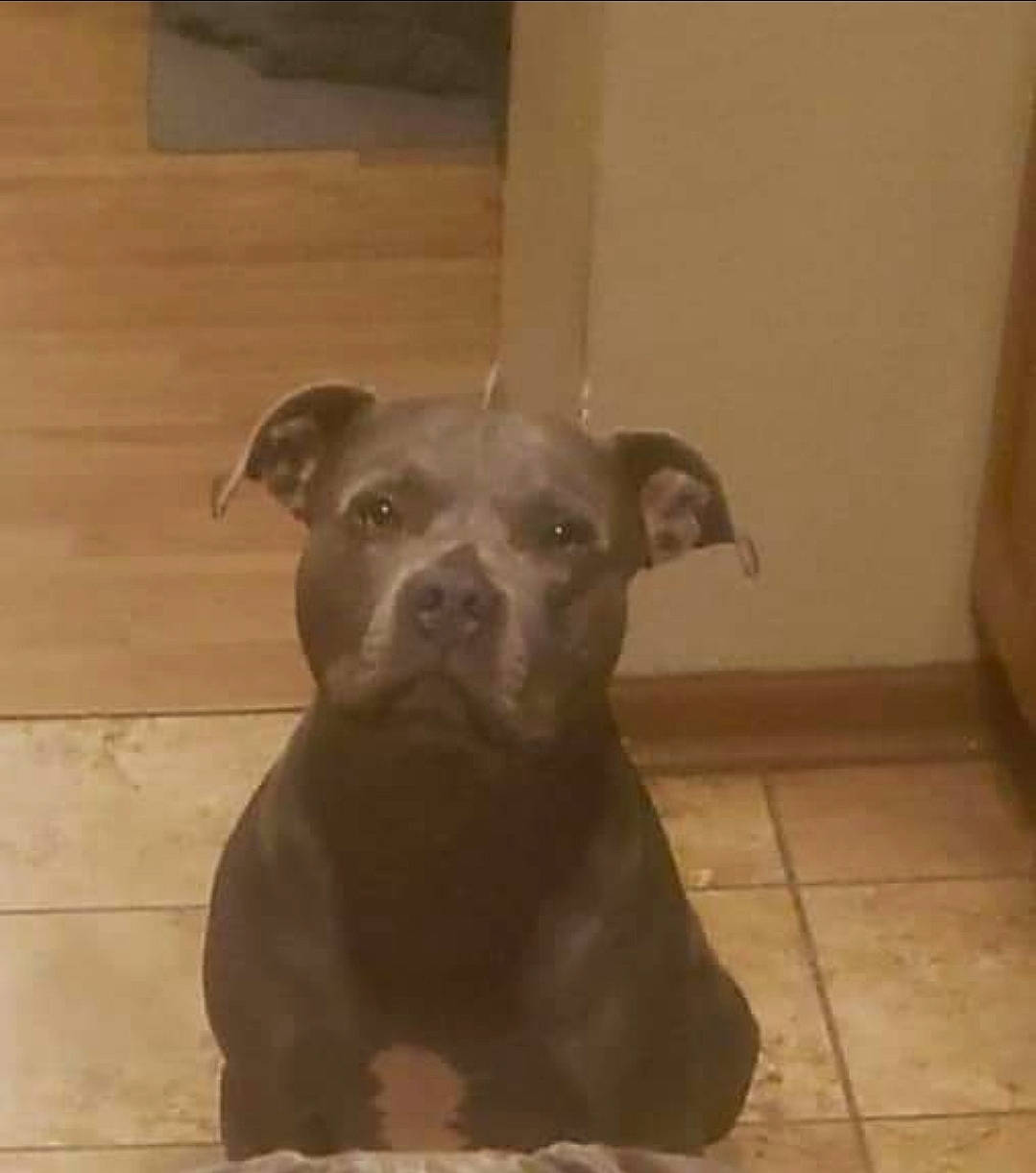 Gunner joined the competition — help win amazing prizes! canidae, carnivore, companion_dog, dog, dog_breed, fawn, floor, flooring, guard_dog, hardwood, liver, non_sporting_group, snout, sporting_group, tail, terrestrial_animal, toy_dog, whiskers, wood, working_animal