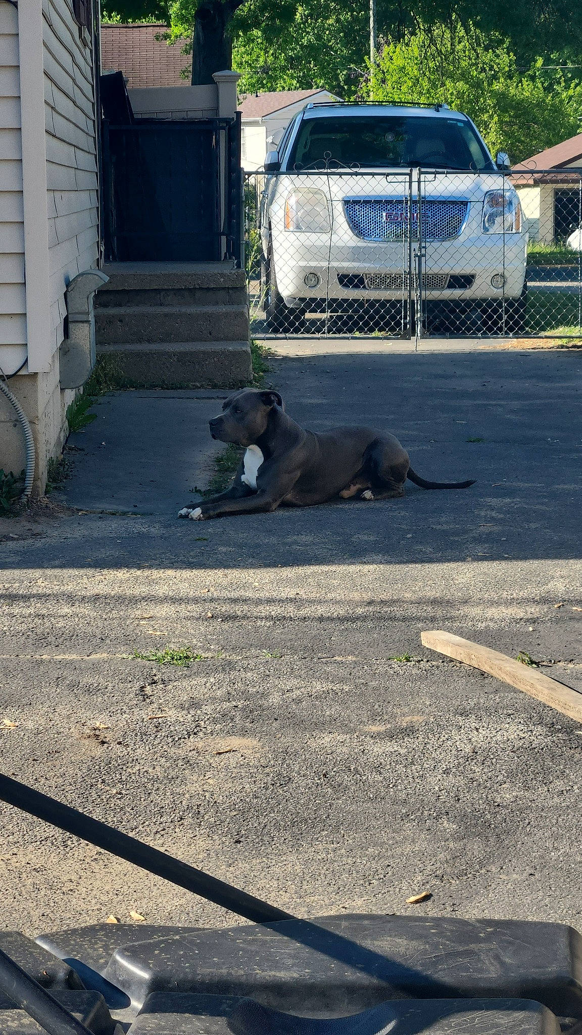 Tank is registered to the contest to win money with this photo: asphalt, automotive_exterior, automotive_lighting, automotive_tire, bumper, car, carnivore, dog, dog_breed, grass, motor_vehicle, plant, road, road_surface, sidewalk, snout, tire, vehicle, vehicle_registration_plate, wheel