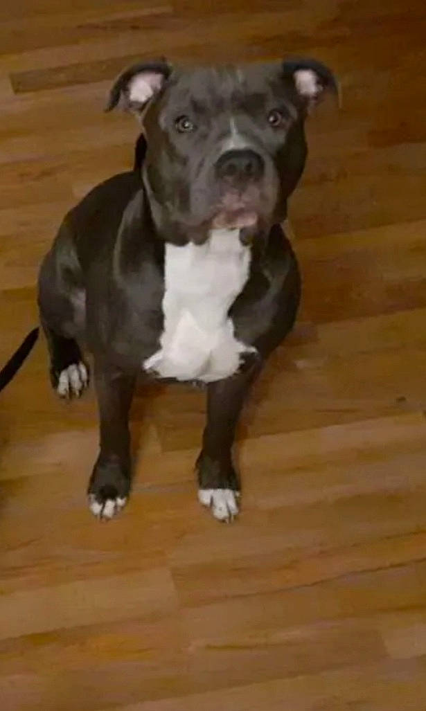 Tank joined the competition — help win amazing prizes! canidae, carnivore, companion_dog, dog, dog_breed, flooring, hardwood, liver, non_sporting_group, tail, terrestrial_animal, wood, wood_flooring, wood_stain, working_animal, working_dog