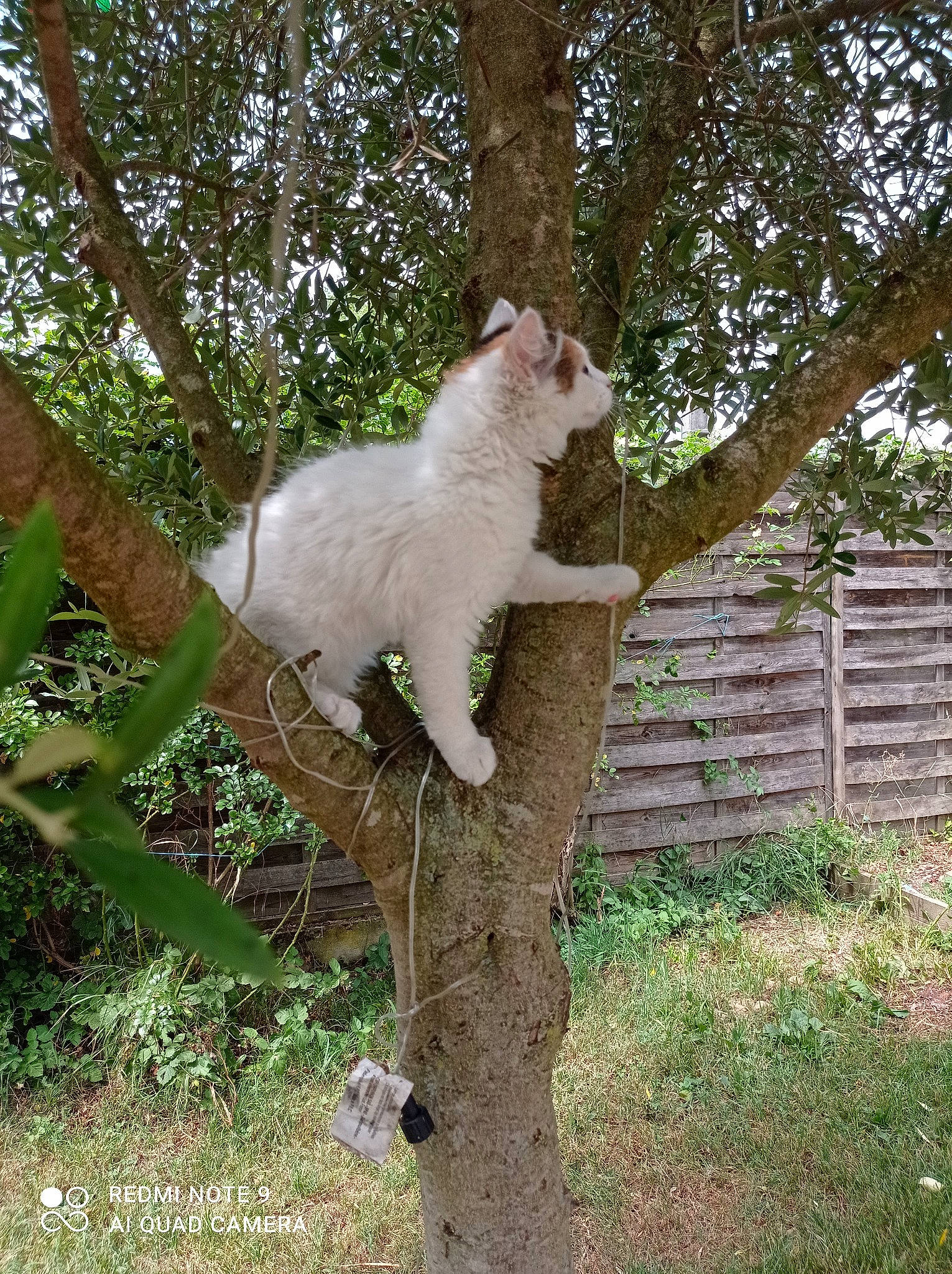 Minette participe au concours pour gagner de l'argent avec cette photo : carnivore, cat, domestic_short_haired_cat, eye, fawn, felidae, fence, fur, grass, plant, small_to_medium_sized_cats, snout, tail, terrestrial_animal, tree, trunk, twig, whiskers, wildlife, wood