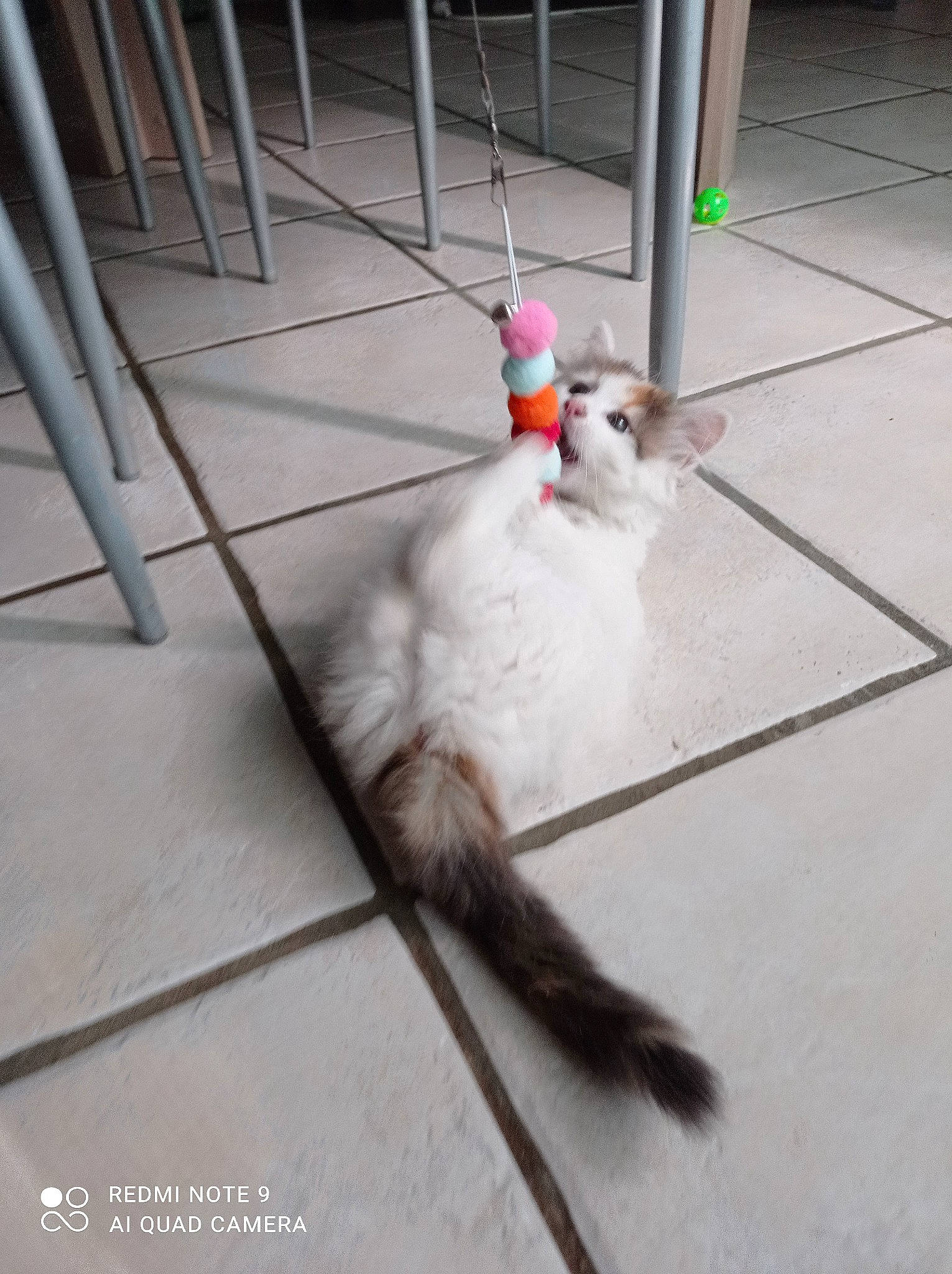 Minette participe au concours pour gagner de l'argent avec cette photo : beak, carnivore, cat, claw, composite_material, concrete, domestic_short_haired_cat, feather, felidae, flooring, foot, fur, grey, hardwood, metal, paw, small_to_medium_sized_cats, tail, whiskers, wood