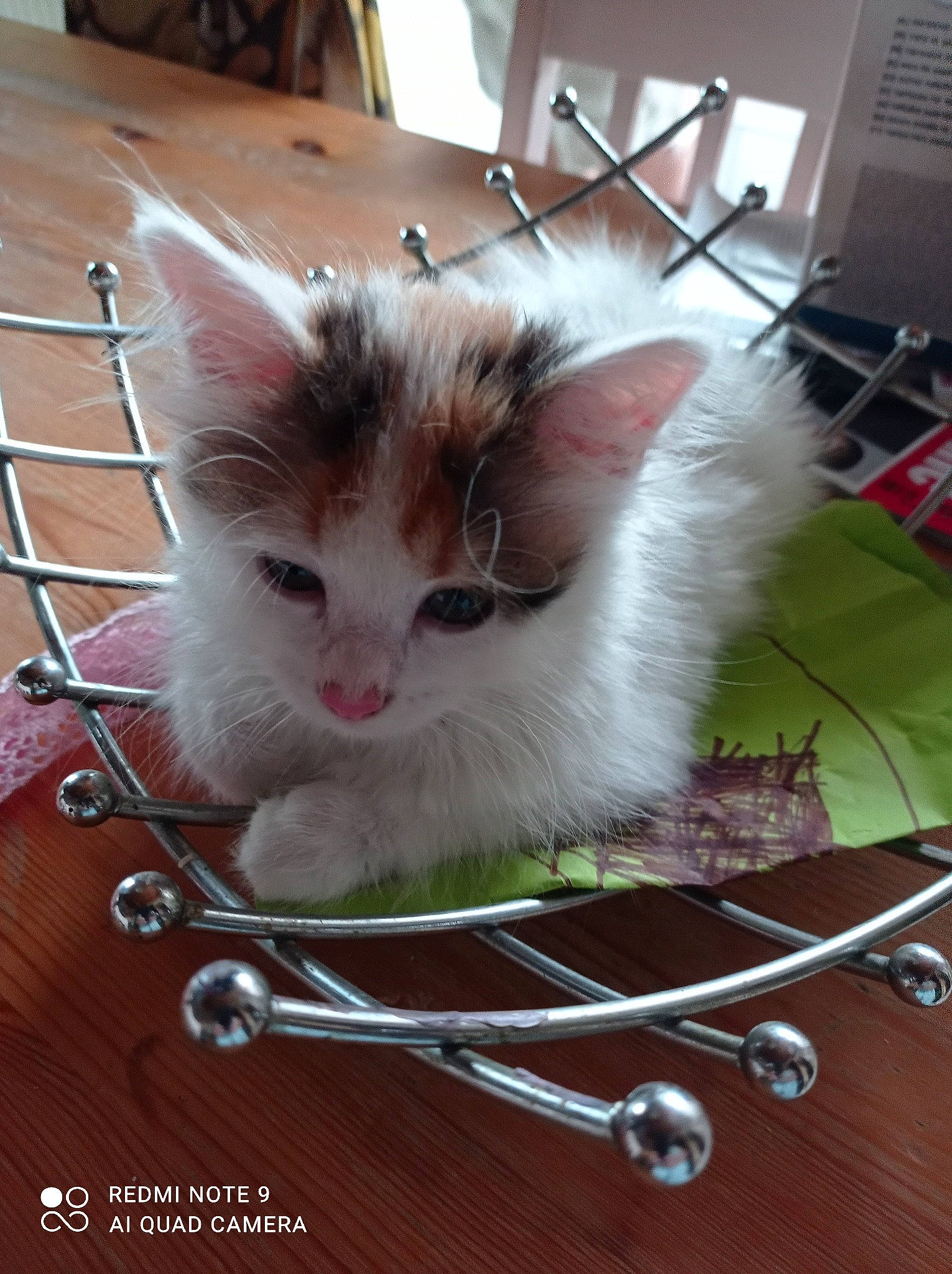 Minette participe au concours pour gagner de l'argent avec cette photo : box, cat, domestic_short_haired_cat, felidae, flooring, fur, hardwood, metal, paw, pet_supply, photo_caption, service, small_to_medium_sized_cats, tail, whiskers