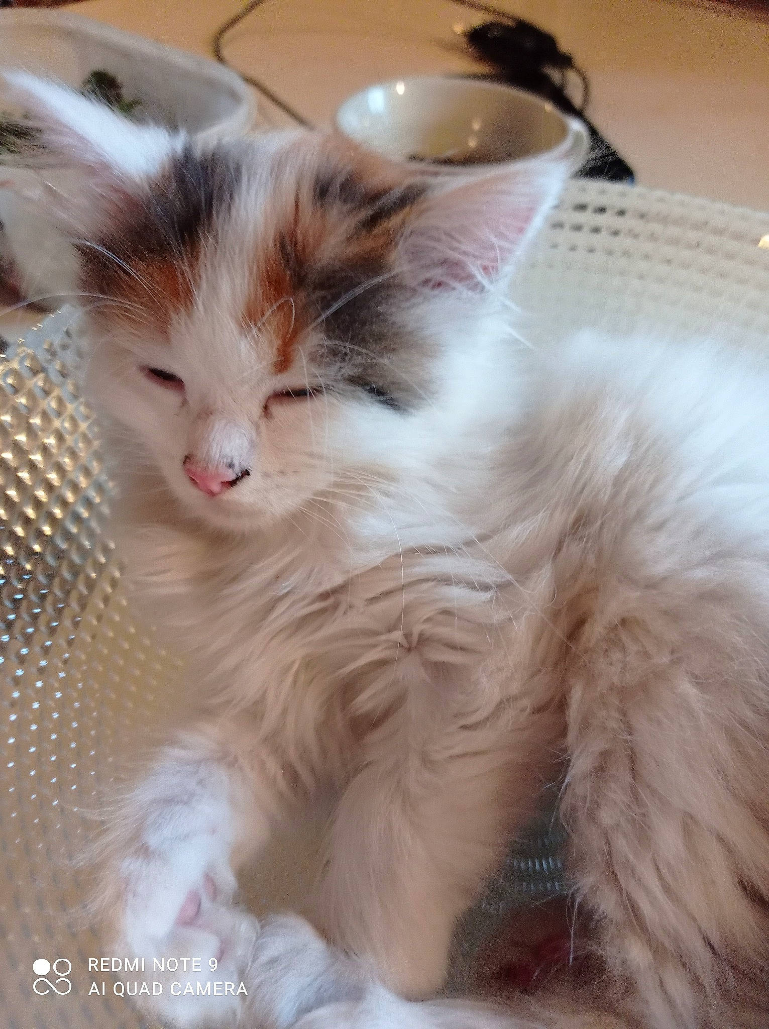 Minette a rejoint le concours — aidez-le/la à gagner de superbes lots ! carnivore, cat, claw, domestic_short_haired_cat, fawn, felidae, fur, iris, paw, ragdoll, small_to_medium_sized_cats, snout, tail, whiskers