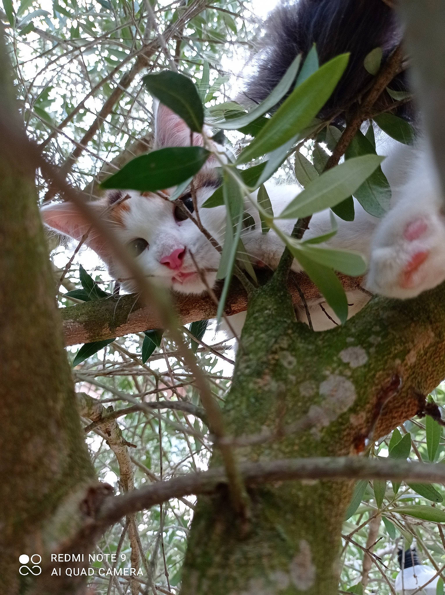Minette participe au concours pour gagner de l'argent avec cette photo : botany, cat, flower, flowering_plant, petal, plant, plant_stem, tail, terrestrial_plant, tree, trunk, twig, wood