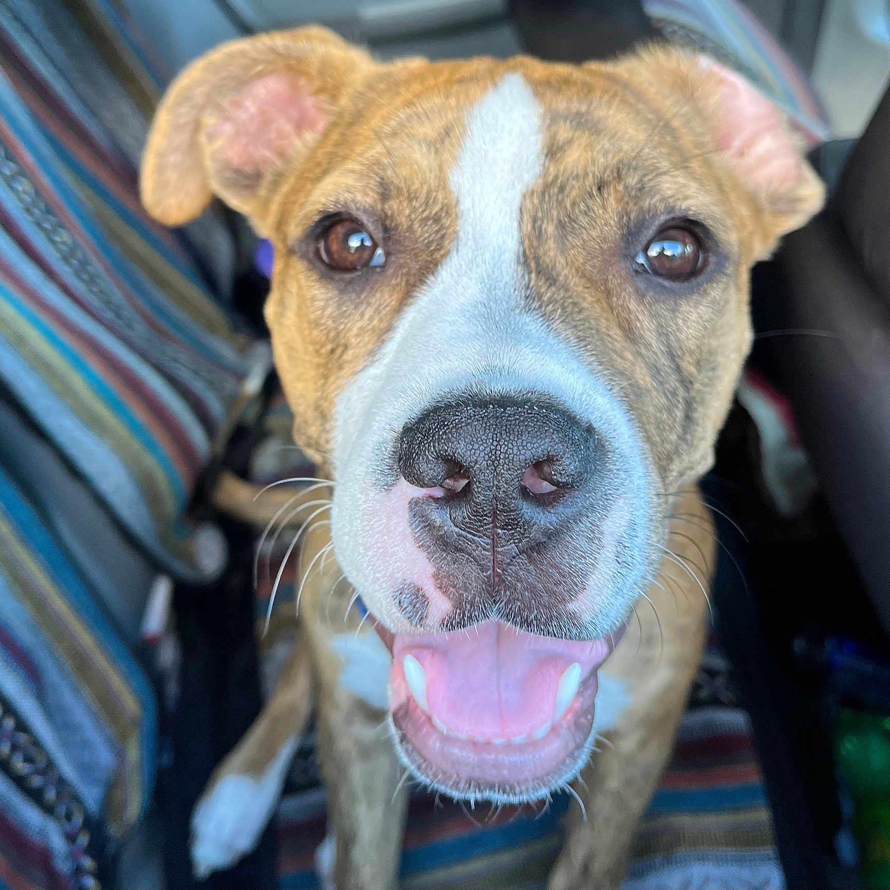 Nala is registered to the contest to win money with this photo: accessories, animal, belt, bodypart, boxer, bulldog, canine, dog, frenchbulldog, hound, husky, labradorretriever, mouth, person, pet, pitbull, puppy, snout, teeth, tongue