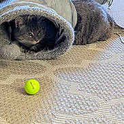 Bella joined the competition — help win amazing prizes! animal, carpet, cat, closeup, curious, cute, domestic_cat, feline, floor, focused, golf_ball, grey_fur, home, indoor, pet, playful, resting, soft_toy, tabby_cat, toy_tunnel