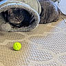 animal, carpet, cat, closeup, curious, cute, domestic_cat, feline, floor, focused, golf_ball, grey_fur, home, indoor, pet, playful, resting, soft_toy, tabby_cat, toy_tunnel