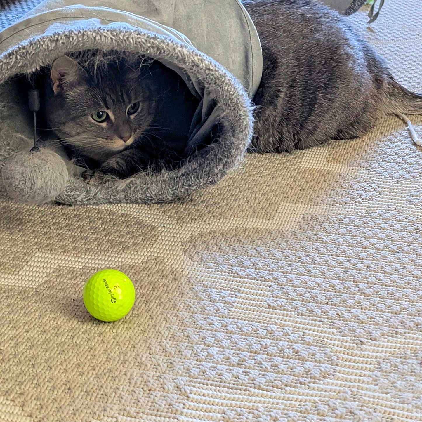 Bella joined the competition — help win amazing prizes! animal, carpet, cat, closeup, curious, cute, domestic_cat, feline, floor, focused, golf_ball, grey_fur, home, indoor, pet, playful, resting, soft_toy, tabby_cat, toy_tunnel