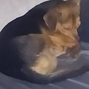 Chewy joined the competition — help win amazing prizes! dog, sleeping, curled_up, blurred, indoor, pet, animal, fur, resting, canine, cozy, blanket, bed, domestic, mammal, cute, companion, soft, relaxing, brown