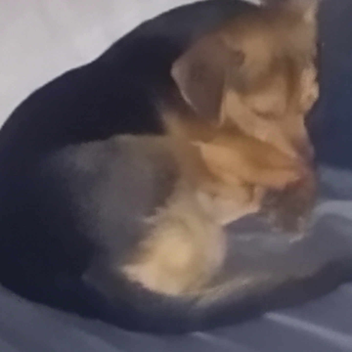 Chewy joined the competition — help win amazing prizes! dog, sleeping, curled_up, blurred, indoor, pet, animal, fur, resting, canine, cozy, blanket, bed, domestic, mammal, cute, companion, soft, relaxing, brown