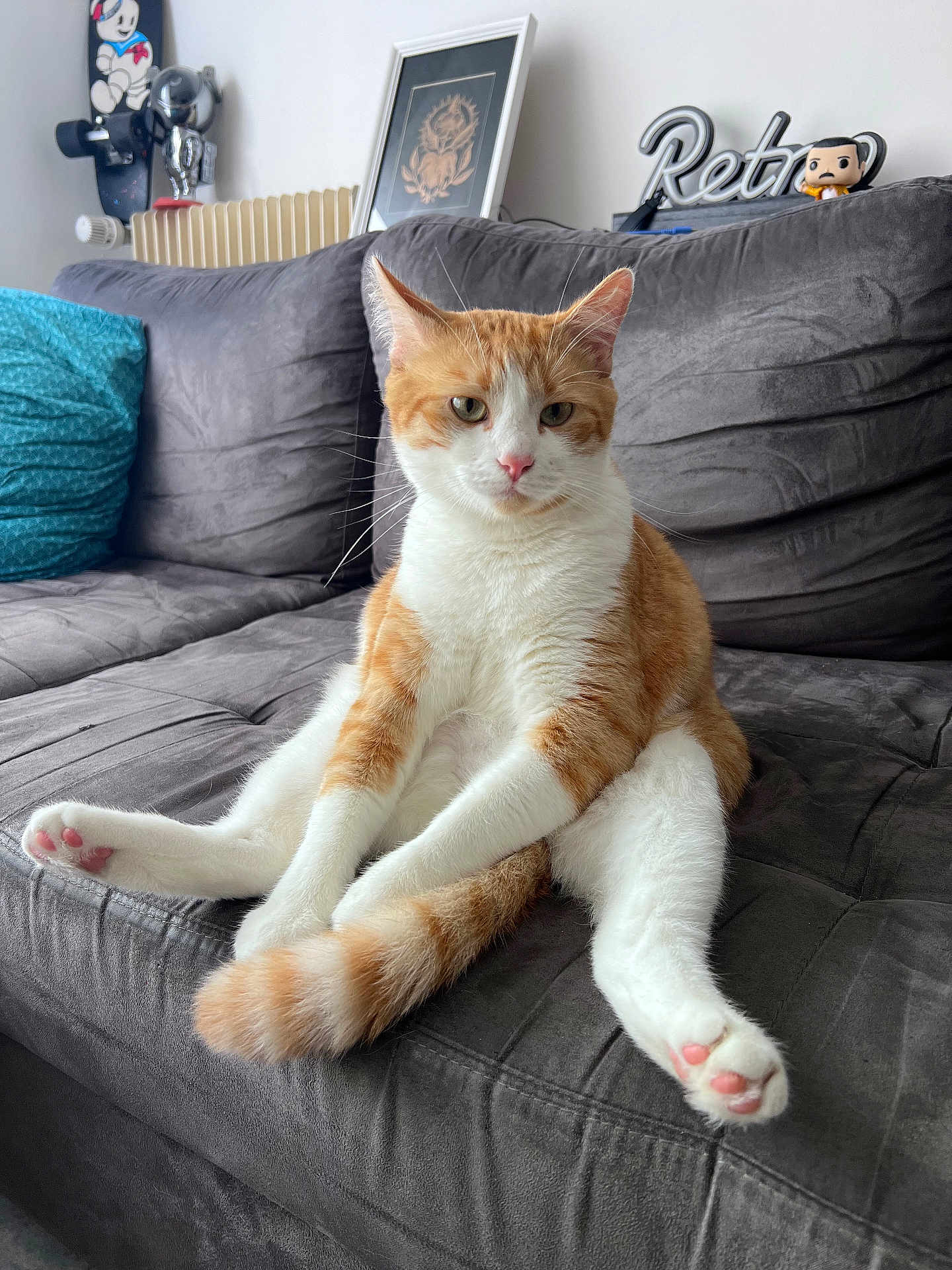 Boiserie participe au concours pour gagner de l'argent avec cette photo : cat, orange_and_white, sitting, gray_couch, indoor, living_room, skateboard, cushion, decor, tail, pets, animal, feline, relaxed, pink_paw_pads, whiskers, fur, cute, household, portrait