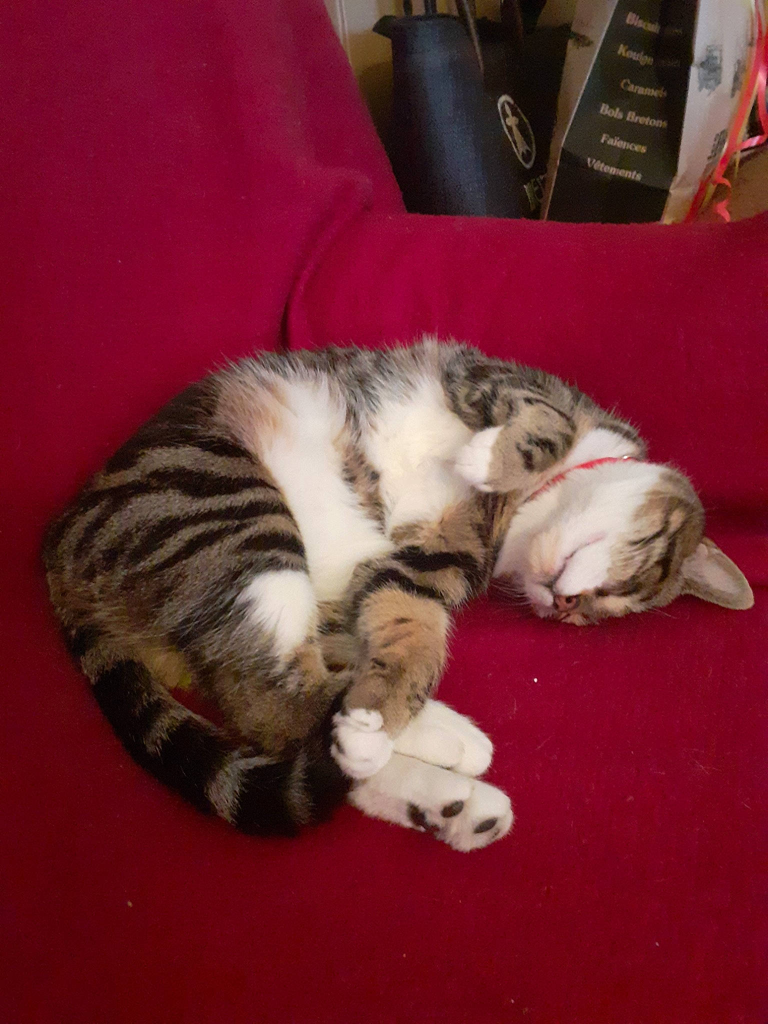 Flèche participe au concours pour gagner de l'argent avec cette photo : american_shorthair, carnivore, cat, domestic_short_haired_cat, dragon_li, european_shorthair, felidae, fur, kitten, mammal, nap, norwegian_forest_cat, paw, sleep, small_to_medium_sized_cats, tabby_cat, whiskers