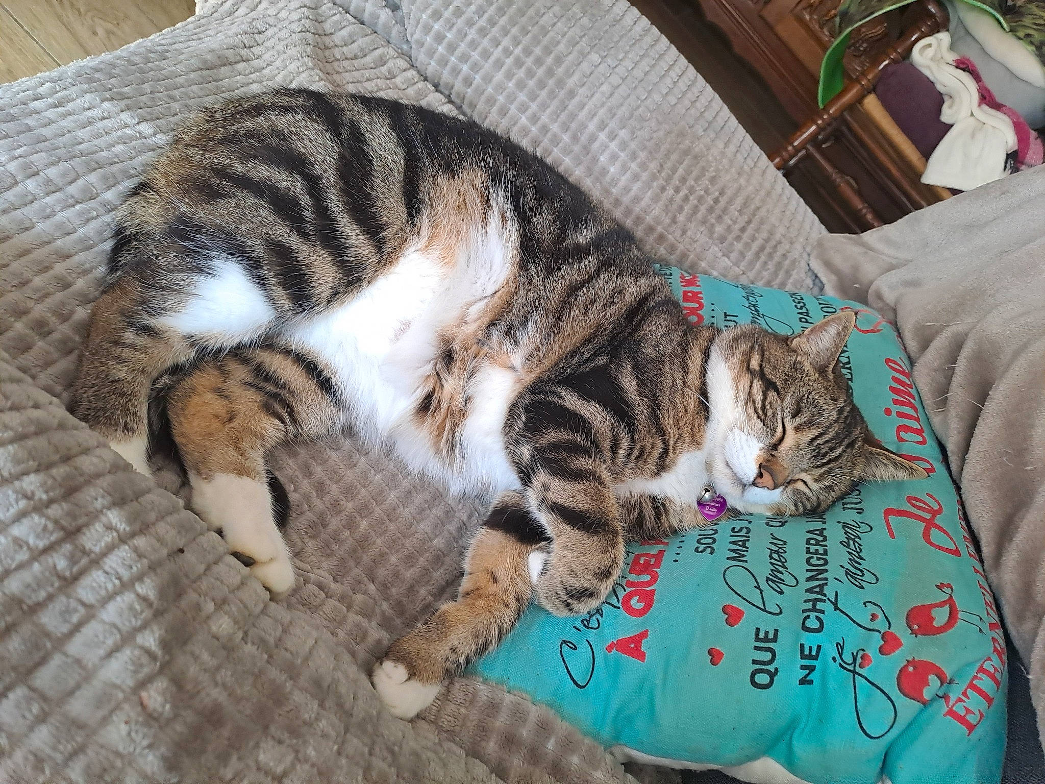 Flèche a rejoint le concours — aidez-le/la à gagner de superbes lots ! carnivore, cat, claw, comfort, domestic_short_haired_cat, felidae, flooring, fur, linens, mammal, nap, paw, sleep, small_to_medium_sized_cats, tail, vertebrate, whiskers