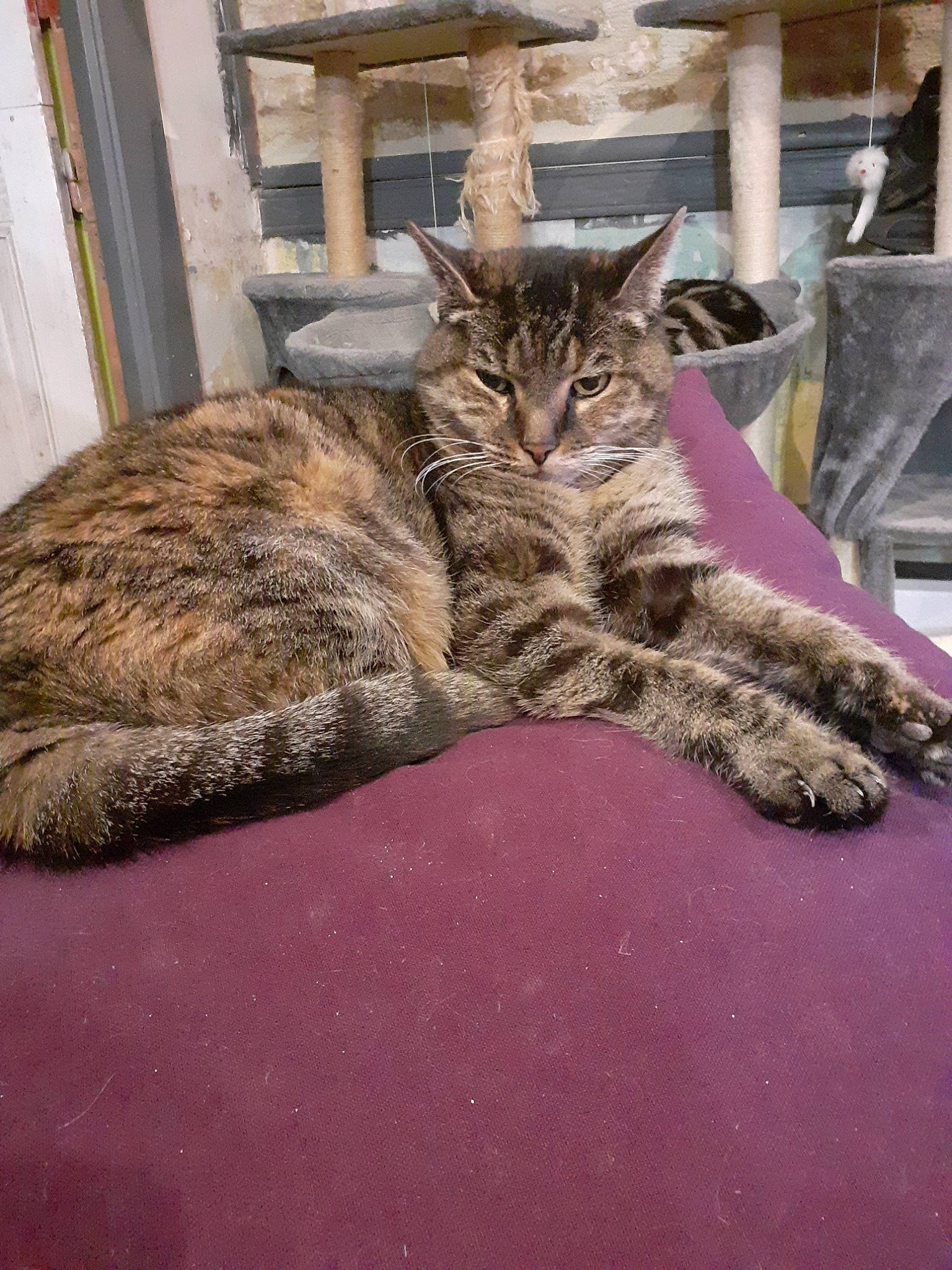 Chouquette participe au concours pour gagner de l'argent avec cette photo : asian, california_spangled, carnivore, cat, domestic_short_haired_cat, dragon_li, european_shorthair, felidae, fur, mammal, pixie_bob, small_to_medium_sized_cats, tabby_cat, whiskers, wild_cat