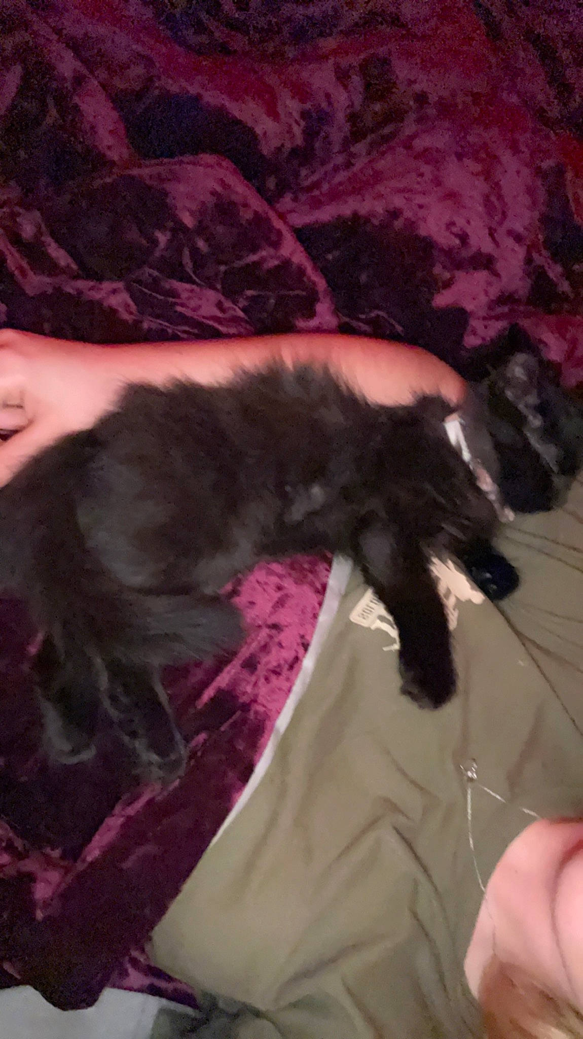 Nyx joined the competition — help win amazing prizes! black_cat, canidae, carnivore, cat, claw, comfort, companion_dog, dog_breed, domestic_short_haired_cat, fawn, felidae, fur, linens, liver, magenta, paw, small_to_medium_sized_cats, sporting_group, tail, whiskers