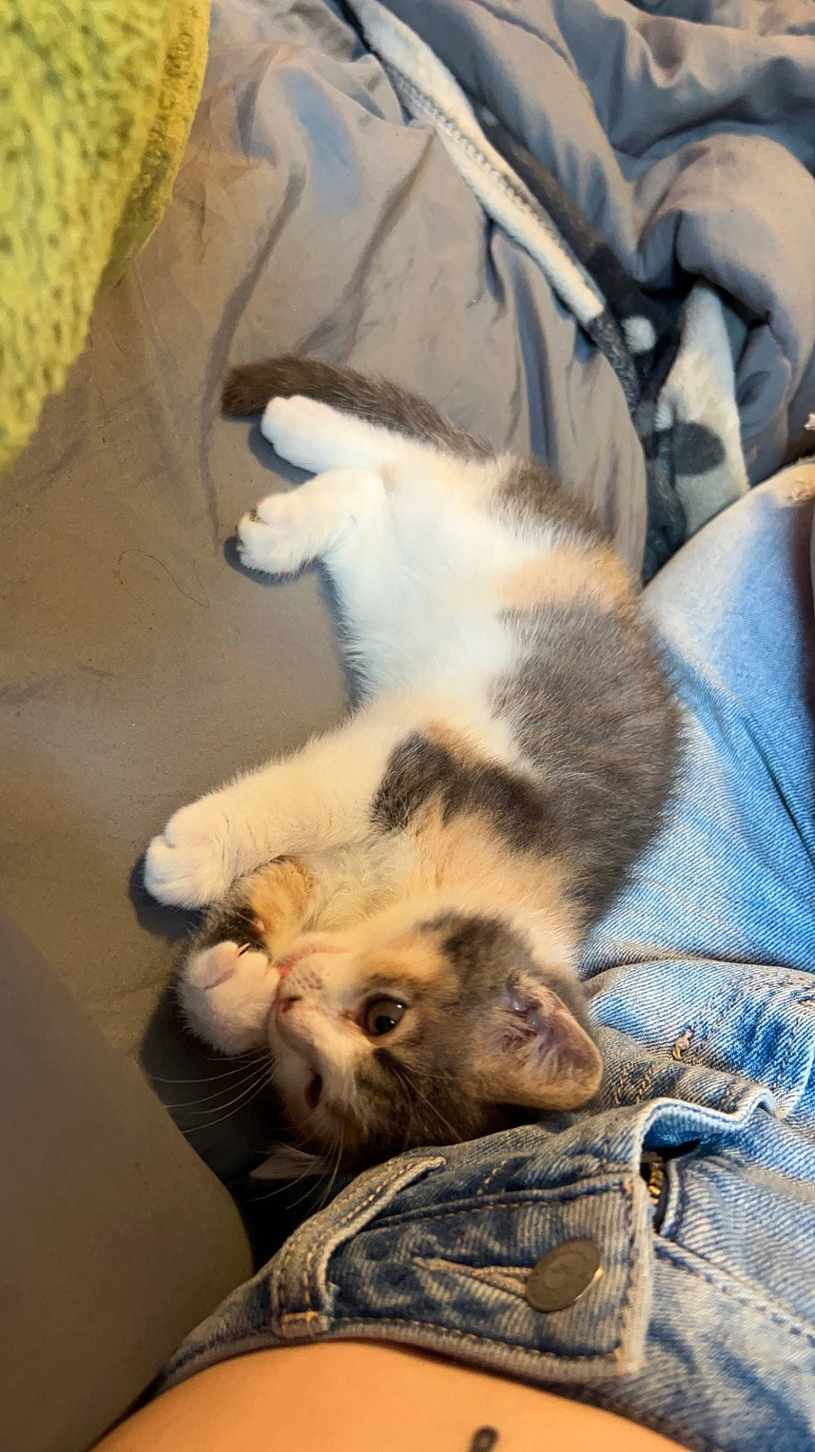 Persephone joined the competition — help win amazing prizes! carnivore, cat, claw, comfort, domestic_short_haired_cat, felidae, fur, linens, nap, paw, small_to_medium_sized_cats, tail, terrestrial_animal, textile, whiskers