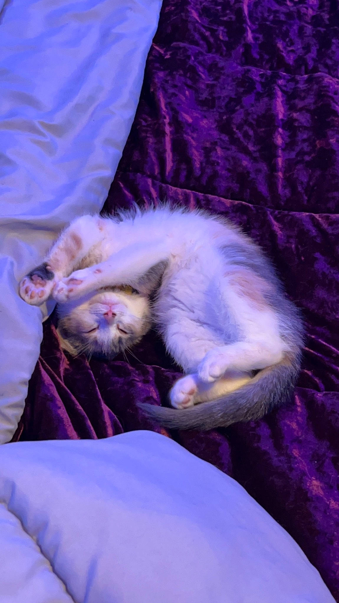 Persephone is registered to the contest to win money with this photo: canidae, carnivore, cat, claw, comfort, companion_dog, dog_breed, electric_blue, felidae, fur, lap, linens, magenta, nap, paw, purple, small_to_medium_sized_cats, tail, vertebrate, whiskers