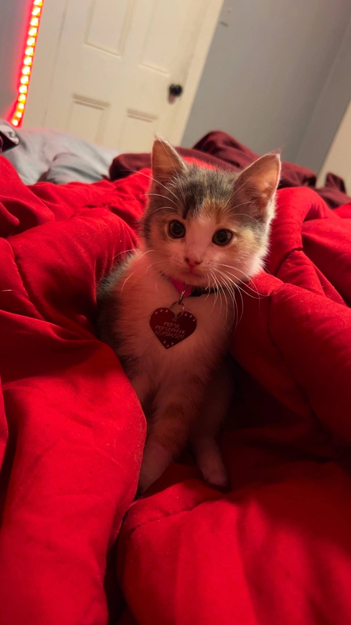 Persephone joined the competition — help win amazing prizes! bed, carnivore, cat, claw, comfort, domestic_short_haired_cat, eye, fawn, felidae, fur, head, linens, magenta, paw, pink, sitting, small_to_medium_sized_cats, snout, tail, whiskers