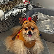 Symba participe au concours pour gagner de l'argent avec cette photo : antlers, carpet, christmas_tree, cozy, cute, decorations, dog, dog_bed, festive, fluffy, happy, holiday, indoor, ornament, pet, pomeranian, red_pom_pom, reindeer_costume, smiling, tinsel