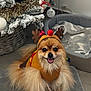 antlers, carpet, christmas_tree, cozy, cute, decorations, dog, dog_bed, festive, fluffy, happy, holiday, indoor, ornament, pet, pomeranian, red_pom_pom, reindeer_costume, smiling, tinsel
