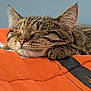 cat, tabby, sleeping, nap, whiskers, orange_blanket, cozy, pet, feline, closeup, relaxation, cute, domestic_animal, fur, indoor, resting, animal, soft_light, peaceful, cute_pet