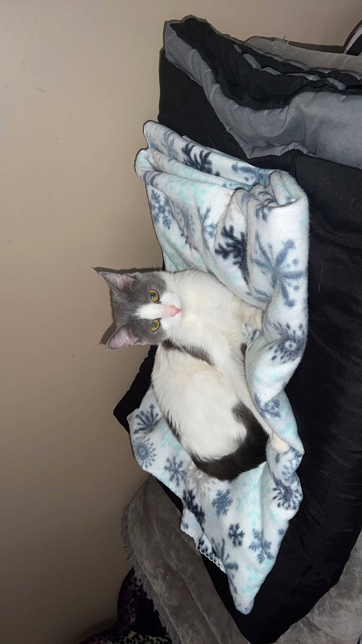 Stormy joined the competition — help win amazing prizes! bedding, canidae, carmine, carnivore, cat, comfort, dress, fashion_accessory, fashion_design, felidae, formal_wear, fur, grey, linens, paper, room, sleeve, small_to_medium_sized_cats, tail, whiskers