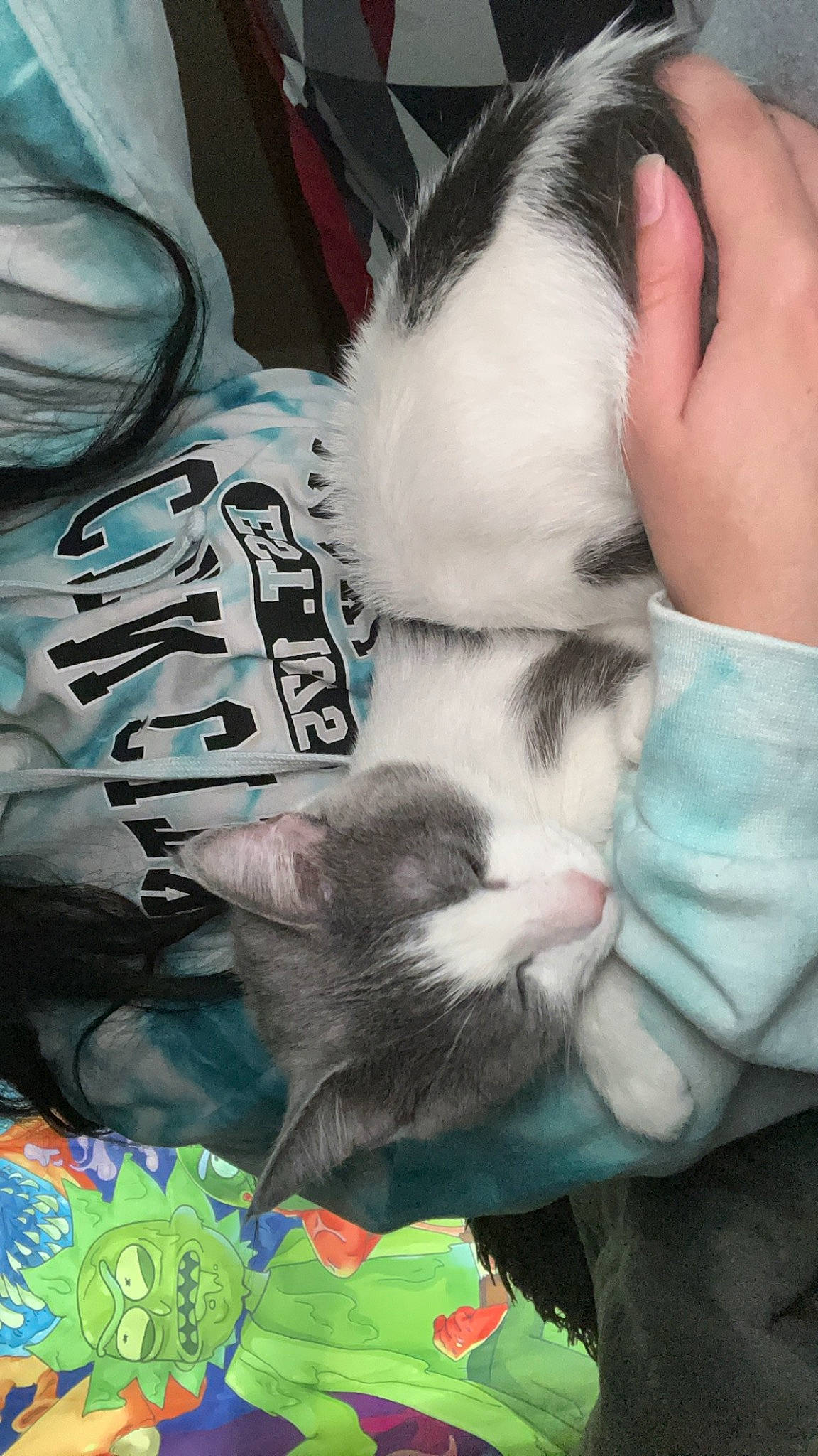 Stormy joined the competition — help win amazing prizes! carnivore, cat, claw, comfort, companion_dog, dog_breed, domestic_short_haired_cat, felidae, foot, fur, green, human_leg, lap, nail, nap, paw, small_to_medium_sized_cats, snapshot, tail, whiskers