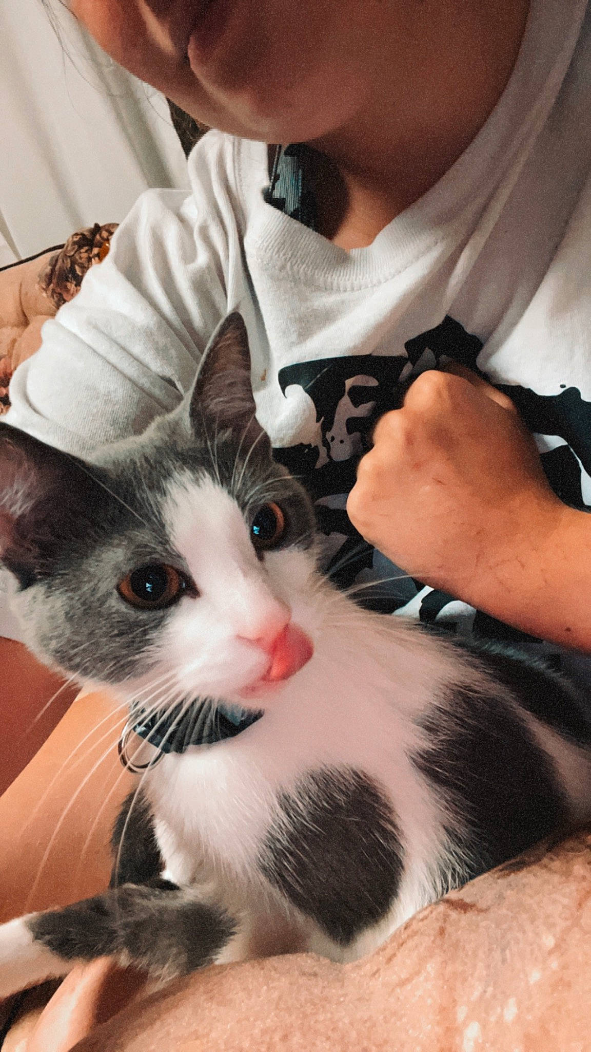 Stormy joined the competition — help win amazing prizes! carnivore, cat, claw, comfort, domestic_short_haired_cat, ear, felidae, finger, foot, fur, gesture, hand, lap, nail, paw, small_to_medium_sized_cats, thumb, whiskers