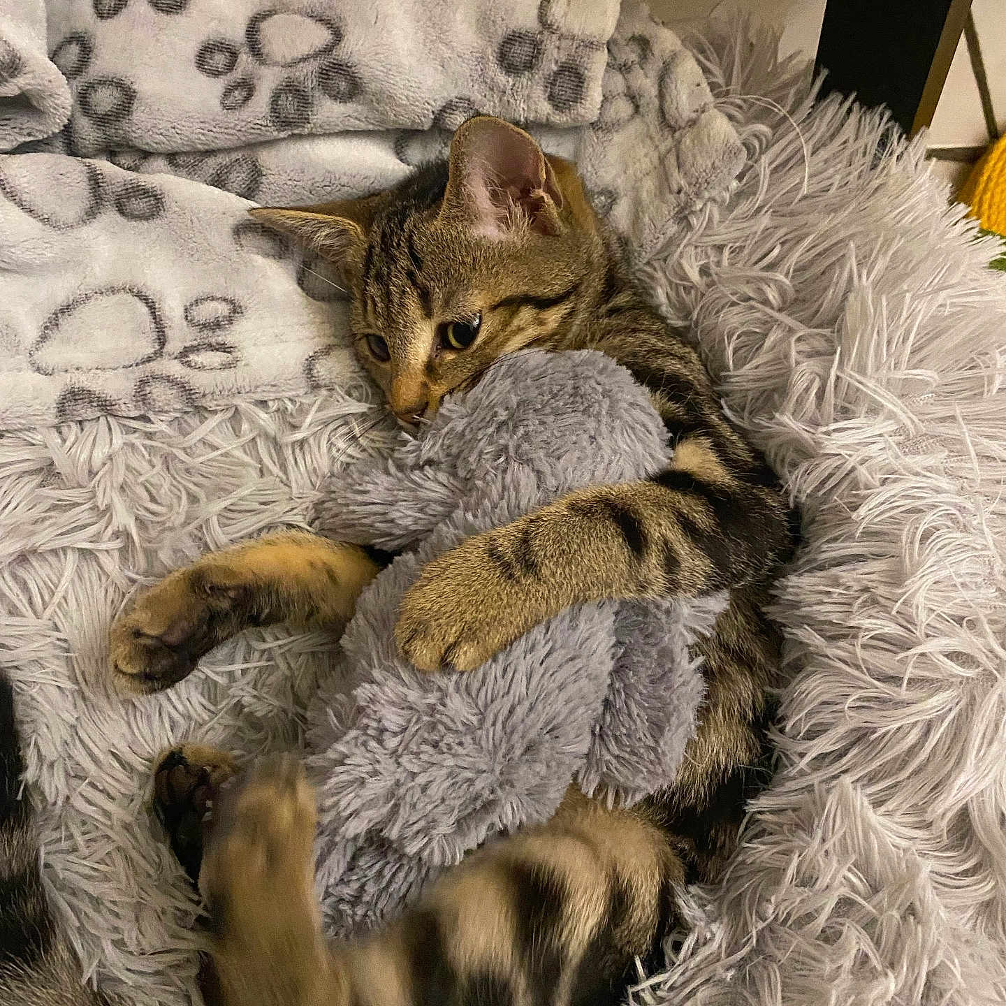 Uly participe au concours pour gagner de l'argent avec cette photo : animal, blanket, cat, furniture, kitten, person, pet, quilt, sleeping