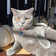 Penny joined the competition — help win amazing prizes! amber_eyes, candles, cat, collar, cozy, decor, feline, grey_fur, heart_tag, indoor, paw, pet, portrait, pumpkins, relaxed, still_life, sunlight, table, whiskers, wood_surface