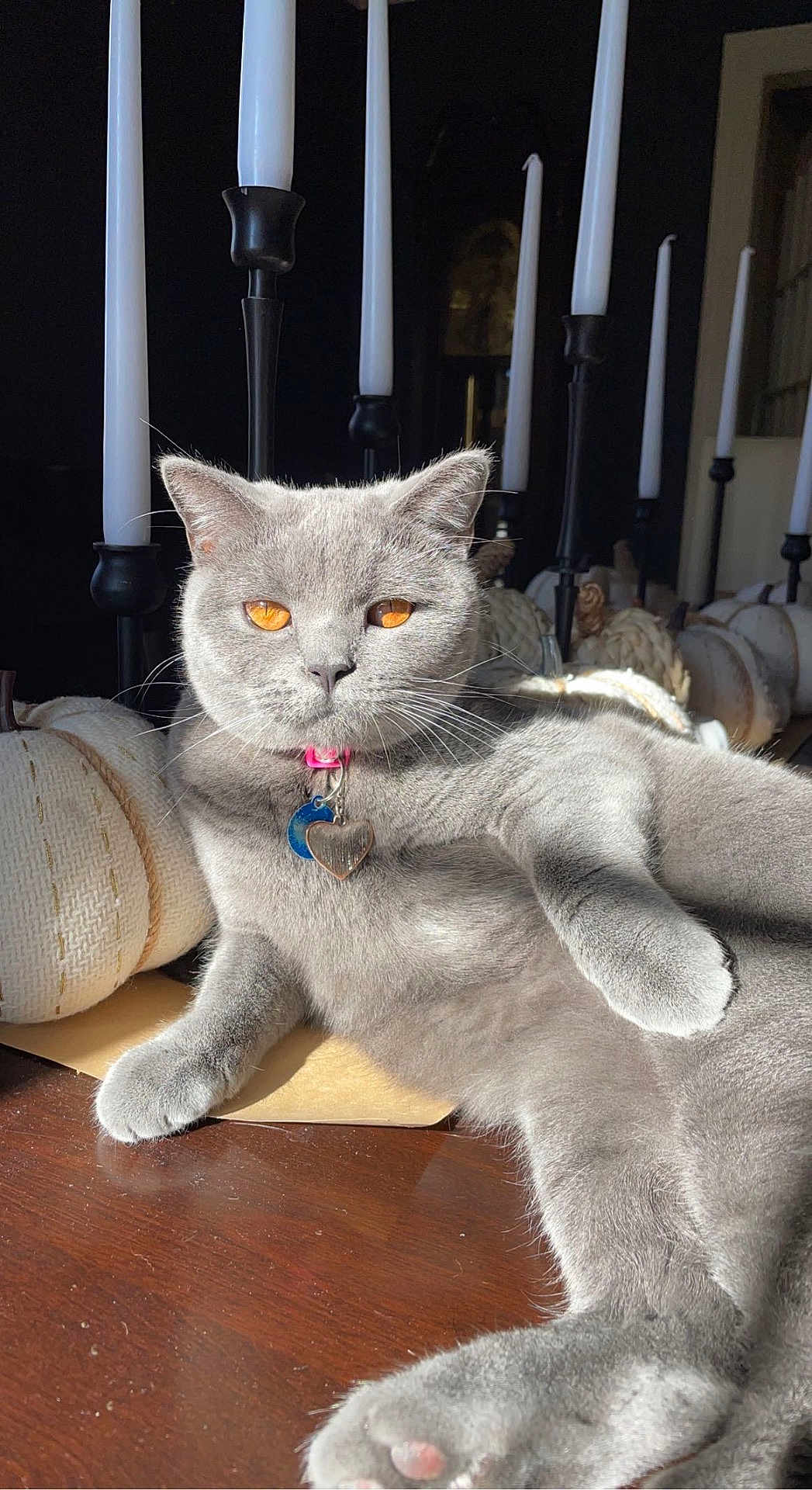 Penny joined the competition — help win amazing prizes! amber_eyes, candles, cat, collar, cozy, decor, feline, grey_fur, heart_tag, indoor, paw, pet, portrait, pumpkins, relaxed, still_life, sunlight, table, whiskers, wood_surface