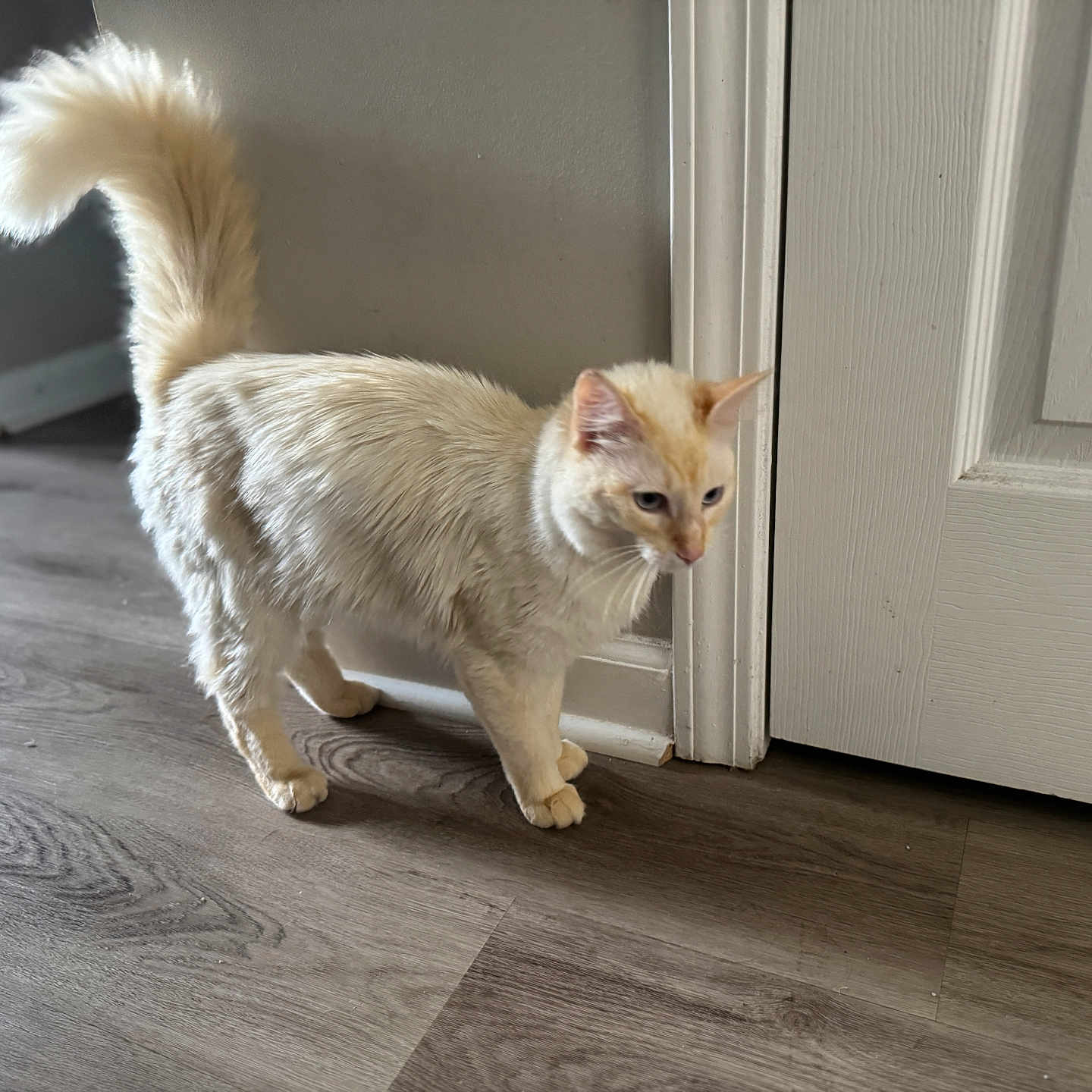 Ranch joined the competition — help win amazing prizes! animal, cat, cream_colored, curious, domestic, door, ears, feline, flooring, fluffy, home, indoor, mammal, paws, pet, quiet, tail, walking, whiskers, wooden_floor