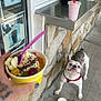 french_bulldog, dog, pet, animal, sidewalk, stone_wall, yellow_cup, ice_cream_sundae, hand, purple_spoon, milkshake, pink_drink, red_harness, concrete_floor, outdoor, window, shop, food, treat, waiting