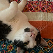 Cheeks is registered to the contest to win money with this photo: animal, black_and_white, cat, closeup, cute, ears, fabric, feline, fur, home, indoor, lying_down, nose, patterned, paw, pet, quilt, relaxed, resting, whiskers
