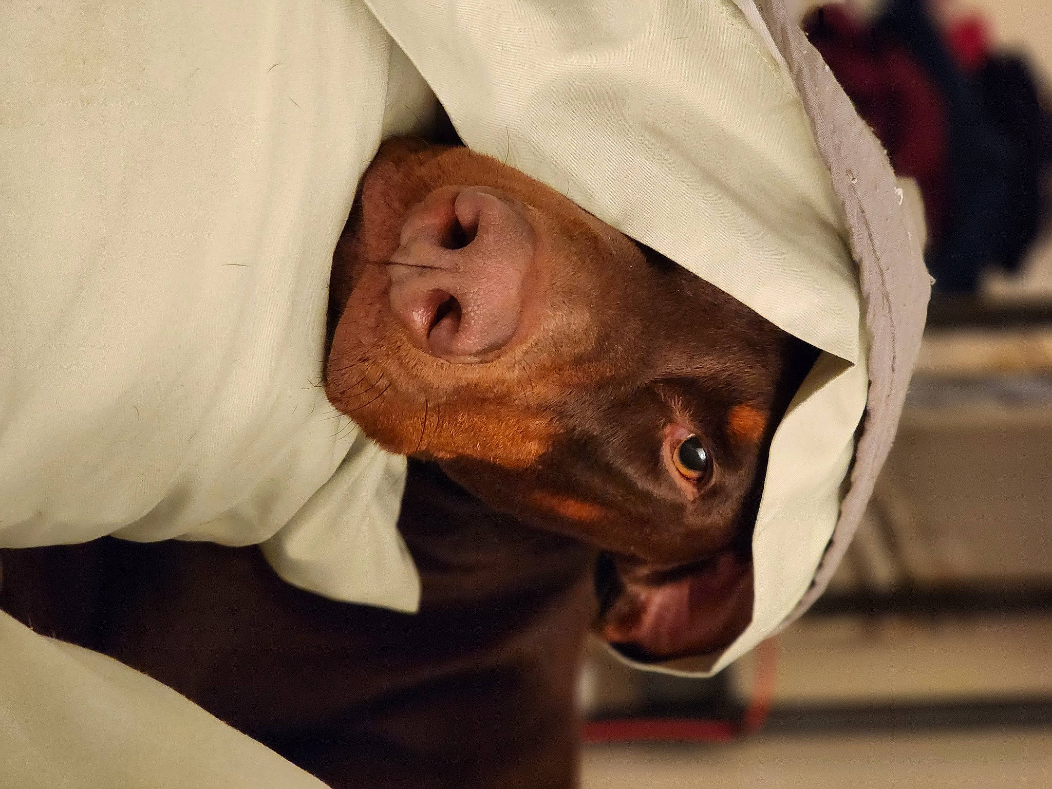 Elliott'S is registered to the contest to win money with this photo: beard, canidae, carnivore, comfort, companion_dog, dog, dog_breed, ear, facial_hair, fawn, fur, hat, jaw, moustache, sleeve, snout, sporting_group, whiskers, working_animal, wrinkle