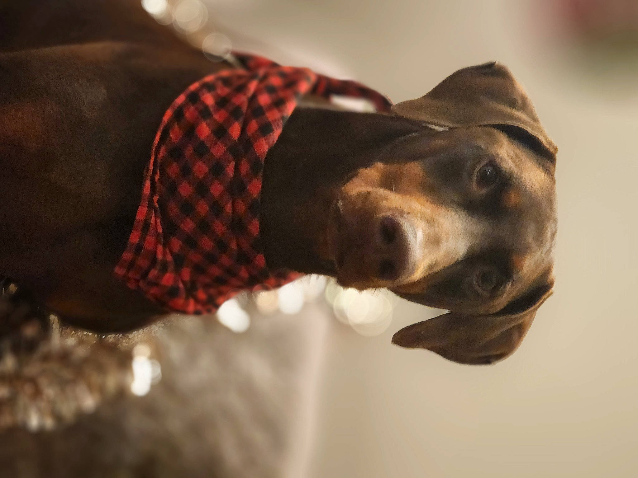 Elliott'S joined the competition — help win amazing prizes! canidae, carnivore, companion_dog, dog, dog_breed, dog_collar, dog_supply, event, fashion_accessory, fawn, fur, liver, pattern, personal_protective_equipment, plaid, sleeve, snout, sporting_group, tartan, working_animal