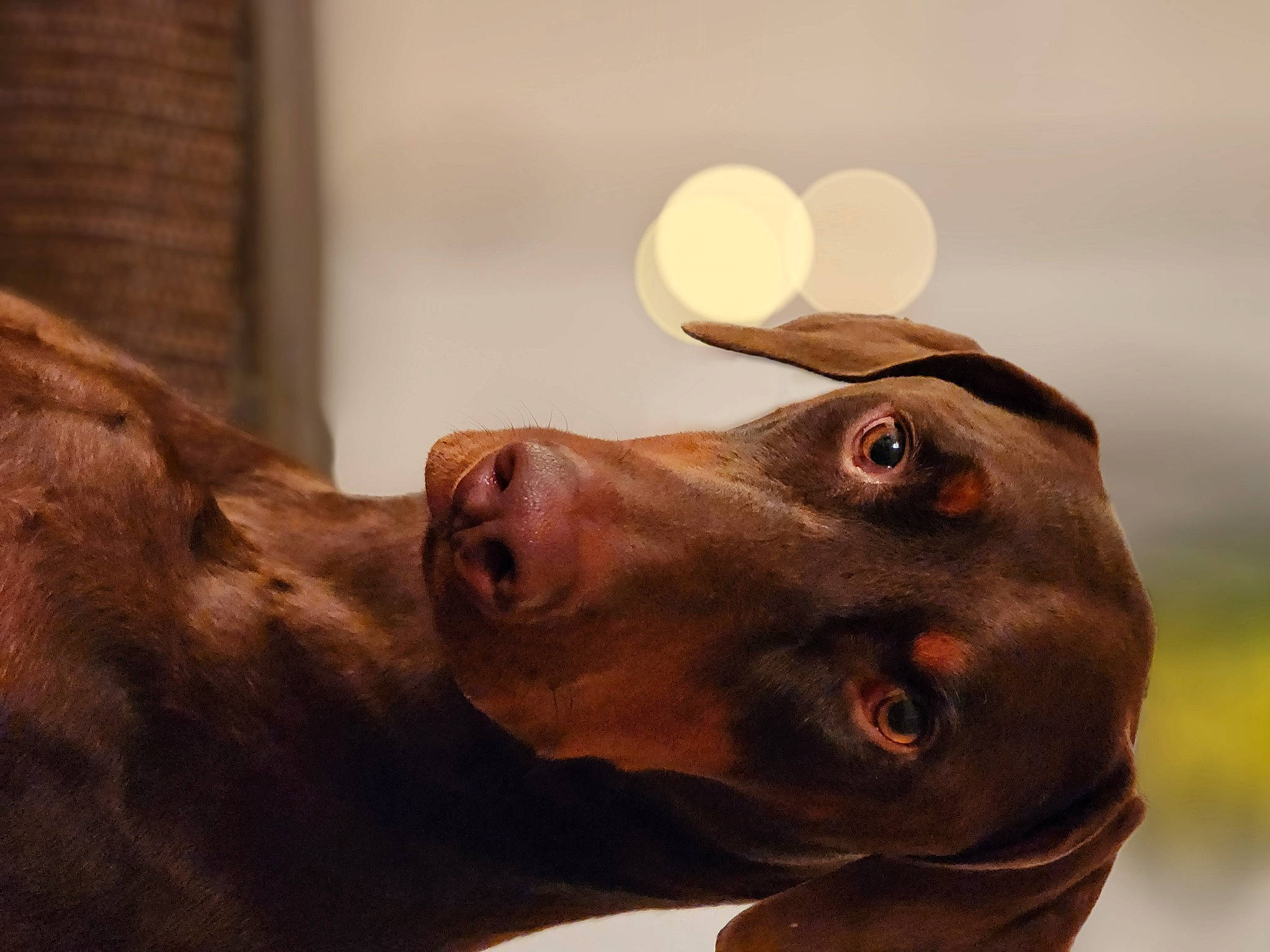 Elliott'S is registered to the contest to win money with this photo: canidae, carnivore, close_up, companion_dog, dog, dog_breed, ear, fawn, fur, gesture, guard_dog, jaw, liver, pointing_breed, snout, sporting_group, weimaraner, whiskers, wood, working_animal