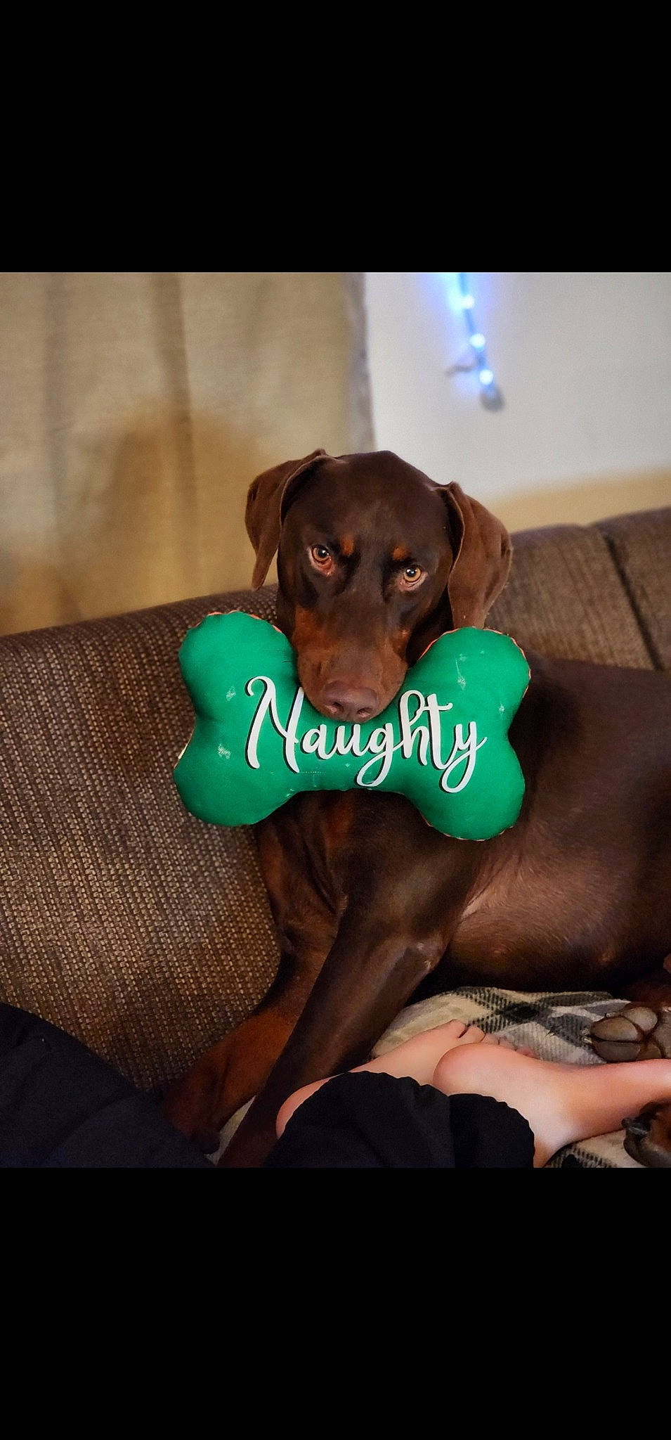 Elliott'S joined the competition — help win amazing prizes! brown, canidae, carnivore, comfort, companion_dog, dog, dog_breed, dog_supply, fawn, fur, hound, liver, pet_supply, rectangle, sleeve, snout, sporting_group, toy_dog, whiskers, working_animal