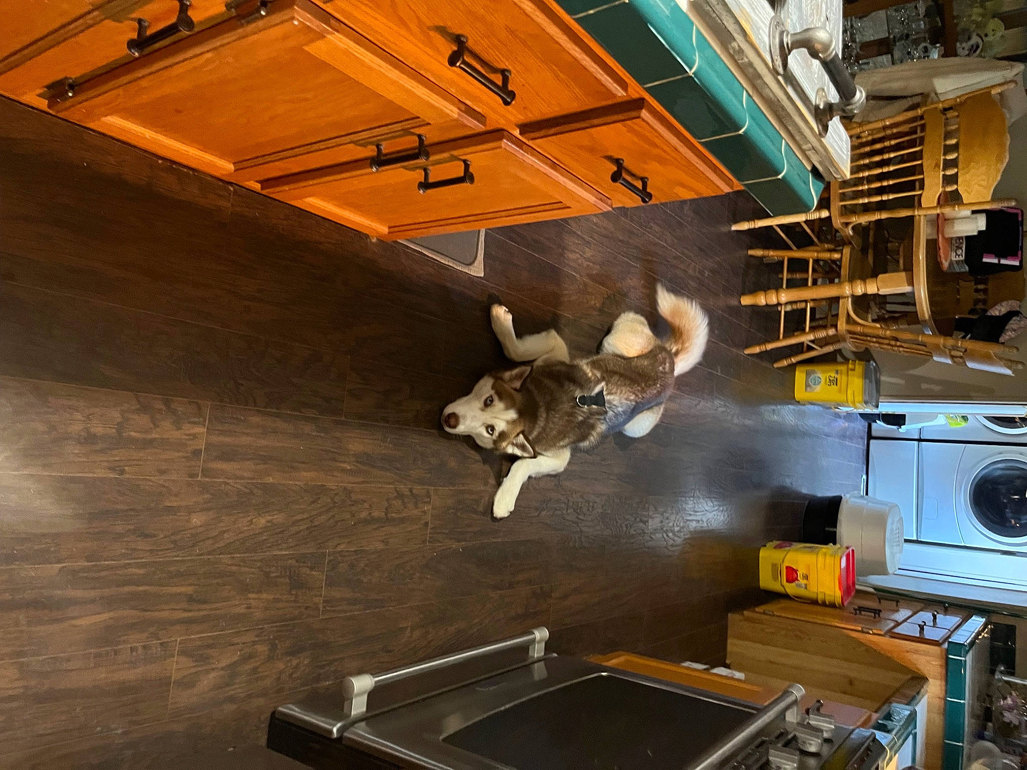 Smokey J joined the competition — help win amazing prizes! art, beam, building, ceiling, daylighting, engineering, floor, flooring, gas, hardwood, house, machine, metal, motor_vehicle, plywood, roof, room, space, wood, wood_stain