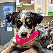 Sophie is registered to the contest to win money with this photo: dog, puppy, canine, pet, animal, portrait, close_up, wide_eyed, floppy_ears, black_and_white, brown_fur, merle_coat, pink_harness, veterinary_clinic, exam_table, indoor, medical_office, cabinets, poster, sitting
