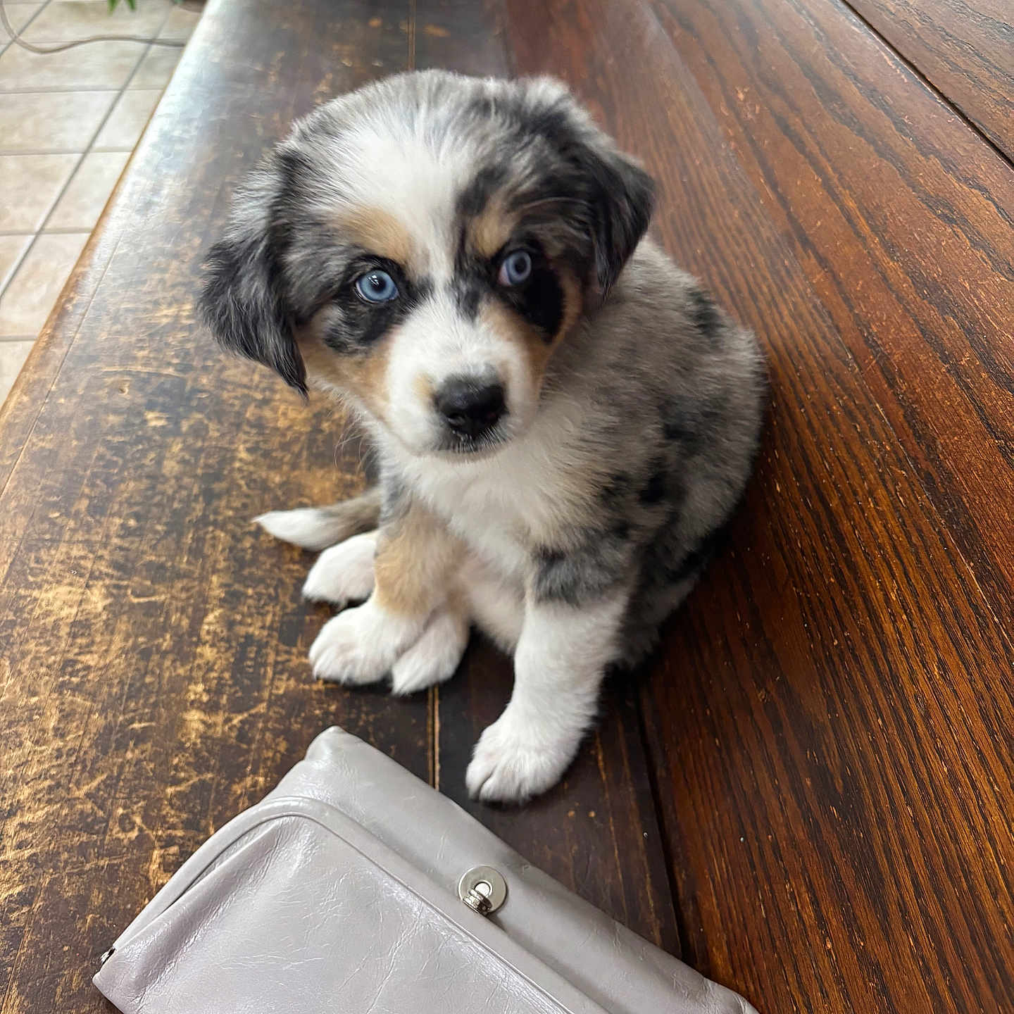Sophie joined the competition — help win amazing prizes! puppy, dog, blue_eyes, fluffy, merle_coat, sitting, portrait, pet, canine, wooden_bench, wood_texture, handbag, clutch, indoor, plant, tile_floor, cute, looking_at_camera, natural_light, animal_photography