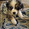 Sophie is registered to the contest to win money with this photo: puppy, dog, canine, fluffy, fur, brown_and_white, blue_eyes, face, eyes, nose, paws, pet, cute, adorable, portrait, indoors, blanket, cozy, close_up, sitting