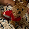 Gigi is registered to the contest to win money with this photo: dog, small_dog, scruffy_dog, red_clothing, pet, animal, fur, brown_fur, black_nose, dark_eyes, pointed_ears, lying_down, bed, blanket, indoors, portrait, close_up, human_arm, tattoo, cozy