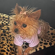 Gigi joined the competition — help win amazing prizes! dog, yorkshire_terrier, puppy, small_dog, long_hair, brown_fur, pink_outfit, pink_bow, cute, wide_eyes, portrait, indoors, blanket, leopard_print, sitting, pet, fluffy, groomed, animal, fashionable
