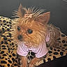 dog, yorkshire_terrier, puppy, small_dog, long_hair, brown_fur, pink_outfit, pink_bow, cute, wide_eyes, portrait, indoors, blanket, leopard_print, sitting, pet, fluffy, groomed, animal, fashionable
