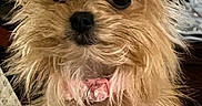 Gigi joined the competition — help win amazing prizes! dog, small_dog, puppy, terrier, yorkshire_terrier, scruffy_fur, golden_fur, fluffy, upright_ears, black_nose, dark_eyes, collar, pink_tag, portrait, close_up, indoor, seated, pet, cute, carpet