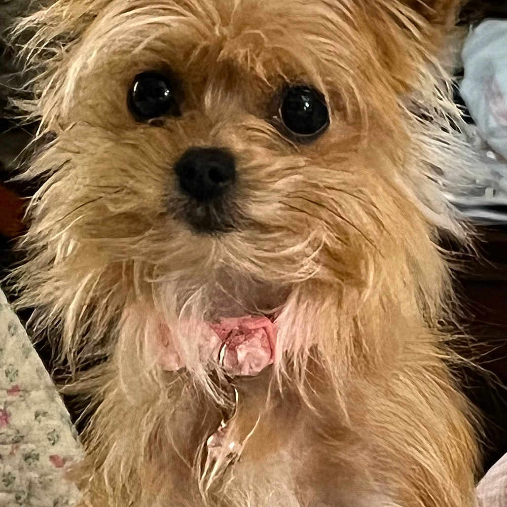 Gigi joined the competition — help win amazing prizes! dog, small_dog, puppy, terrier, yorkshire_terrier, scruffy_fur, golden_fur, fluffy, upright_ears, black_nose, dark_eyes, collar, pink_tag, portrait, close_up, indoor, seated, pet, cute, carpet